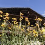 Sudtirol, Ridnaun, Ratschings, Veiterhof, Familie Albin Klotz, Ferien auf dem Bauernhof, Roter Hahn, Bauerngarten, hofeigene Produkte, gelbe Blumen:
Tombinambur,