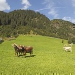Sudtirol, Ridnaun, Ratschings, Veiterhof, Familie Albin Klotz, Ferien auf dem Bauernhof, Roter Hahn, Viehwirtschaft, Kuhe, Weide, hinter dem Hof,