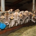 Familienurlaub am Bauernhof - Kühe im Stall